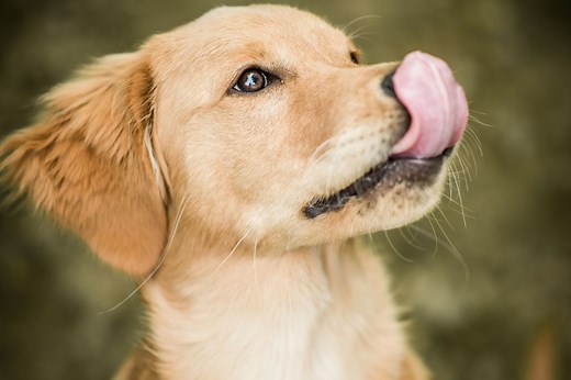 What It Really Means When Dogs Lick Their Lips