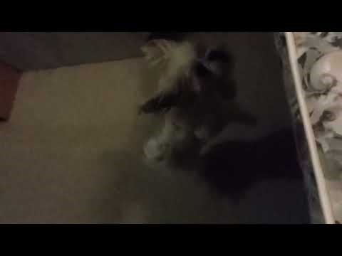 Slowmo Jumping white wolf