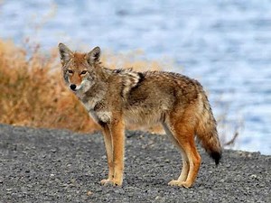 RI.3.9 Comparing and Contrasting Two Texts on the Same Topic