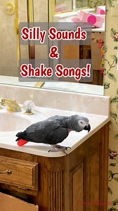 Einstein turns the room into his own concert hall! “Doot doot do doot doot!”, shake-shake-shake rhythms, and bursts of birdie singing! 🎶🐦 From booty-shaking beats to crazy dance calls, this feathered musical comedian delivers pure song silly sound magic. #funnyparrotvideos #fblifestyle #funnyparrot #funnyanimals | Einstein the Talking Texan Parrot