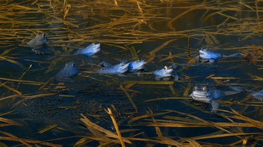 Wild Frogs Calling in Their Natural Habitat