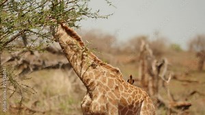 Young giraffe with red-billed oxpeckers on back