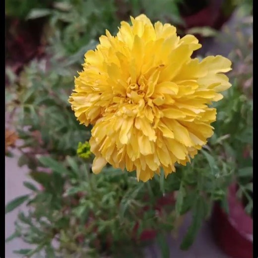 flowers for home garden india | natural view |