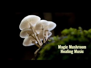 Music for Mushrooms to Stimulate Growth, Health, and Positive Vibes 🍄