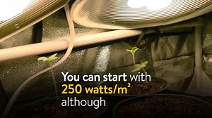 How Do You Grow Weed in a Closet? (TIPS)