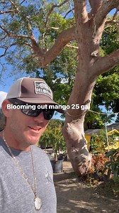 Dwarf mango trees fruiting | D's Fruit Trees, LLC