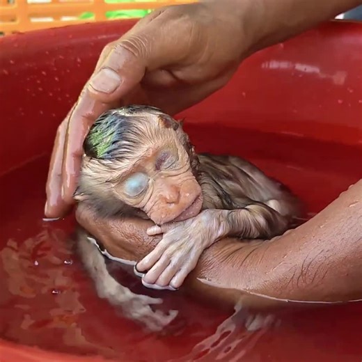 Baby Monkey's Heartwarming Bath Experience