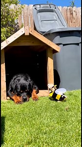 203K views · 4.6K reactions | Rottweiler Solved the Buzzing Problem  #chihuahua #rottweiler #funnyvideos #aivideo | Lala Sana | Facebook
