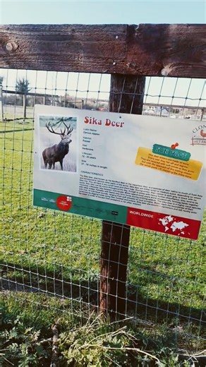 Sika deer clonfert farm #deer #farmanimals #animalsforkids #irishtourism