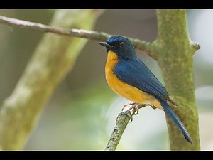 Suara Burung Sulingan / Sikatan Bakau & Video di Alam (Mangrove Blue Flycatcher)