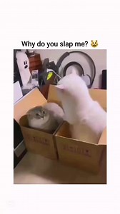 1.7K views · 66 reactions | why ??  | Cat Lovers | Facebook
