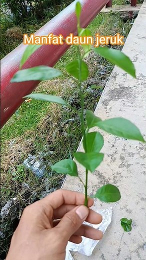 Manfaat Daun Jeruk untuk Kesehatan