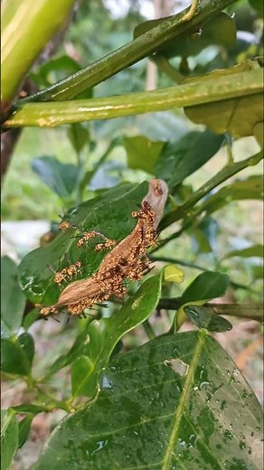 Paper Wasps in my Pomelo Tree. they are Beneficial Insects.