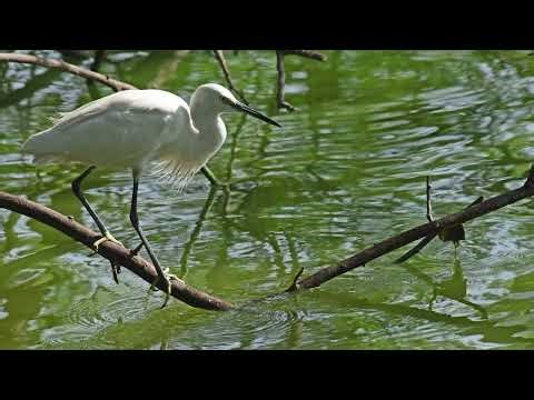 "The Majestic Great Egret: Capturing Nature's Beauty Through Stunning Photography"