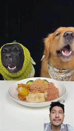 #dog