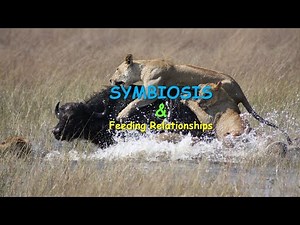 SYMBIOSIS: Feeding relationship explained with examples.