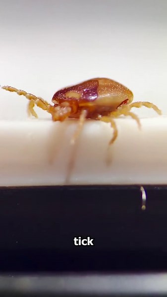 Examining Ticks Under the Microscope – What’s Really Crawling Around?