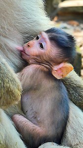 18K views · 2.1K reactions | Cutest little baby monkey so cute and playful | Good Or Bad | Facebook