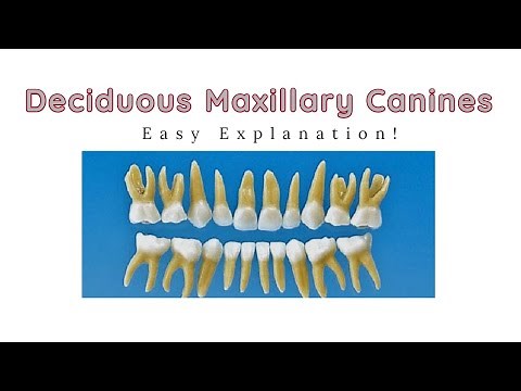 Deciduous Maxillary Canine | Dental Morphology of Primary Maxillary Canines
