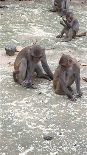 Monkey trying to catch a laser light beam. #theboss #monkey #animals