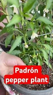 Do you garden? These padrón peppers are delicious! Comment if you have any tips for growing peppers!