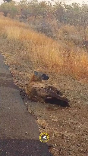 Hyena Cub screams when its sibling grips it by the nose 😒 🎥 By : @latestsightings #Hyena #bestanimalsrewls #hyenababy #wildlife #wildlifephotography #wildanimals #wildanimalsphotography #nature #safari #aminebelhouari | My Petsie
