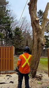 93K views · 416 reactions | Tree removal under tricky circumstances | Walker Byrd | Facebook