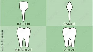 tooth type with detail word - incisor, canine, premolar, molar, kind of teeth - dental cartoon 2d animation in 4K