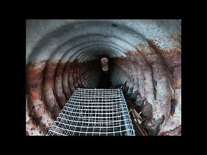 Muskrat trapping (Colony trap placement)