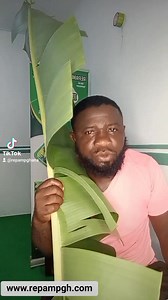 Plantain leaves benefits | Jonathan Chu Attia