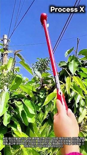 전동 전지 가위를 활용한 체리나무 높이 조절 및 성장 제어법 #worker #process #tools #orchard #horticulture