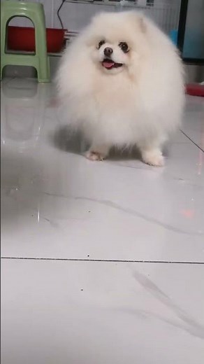 Cutest Fluffy Dog Ever!🐶❤️ Looks Like a Cotton Ball#cutedog#pomeranian#trending#fluffydog#viralshort