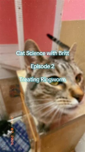 🔬 Cat Science with Britt: Episode 2! Ringworm 101: how we treat it and when it’s time to call your vet. Early action makes all the difference. 🐾 | River Cities Humane Society for Cats