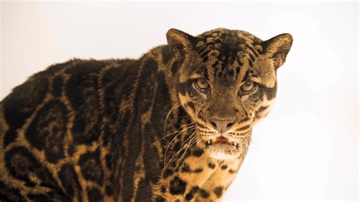 35K views · 1.6K reactions | The sunda clouded leopard is referred to as macan-dahan in Indonesia, meaning “branch tiger." The species is listed as vulnerable and there are estimated to be about 10,000 individuals in the wild. This big cat's name is Gumara and it is seen here at the Gembira Loka Zoo in Indonesia. | Joel Sartore, Photographer | Facebook