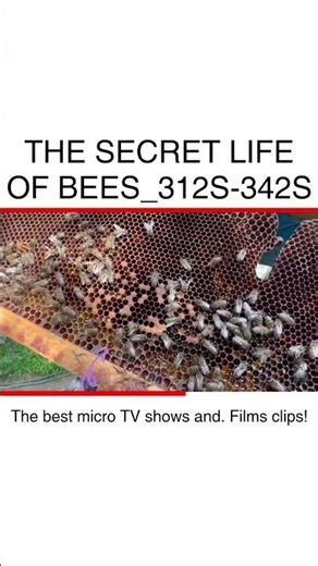 Unlocking the Secret Life of Bees: Fascinating Facts and Insights #Beekeeping #NatureLovers
