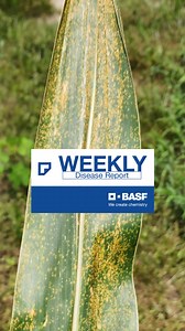 4.7K views · 30 reactions | This week's BASF Disease Report: Tar Sport and Southern Rust. #AgPhDRadio #BASFinAg BASF Agricultural Solutions | Ag PhD | Facebook