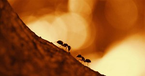 Comment la personnalité des fourmis influence le comportement des autres membres de leur colonie