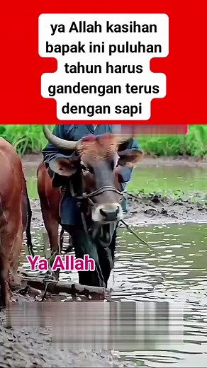 1.1K views · 5.5K reactions | Ya Allah bagaimana cara nye | Angah Alipah Msi Kolam | Facebook
