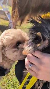 公園デビュー!お友達を作ろうね #ヨークシャテリア #shorts #可愛い #元気になる動画 #癒し #puppy #子犬