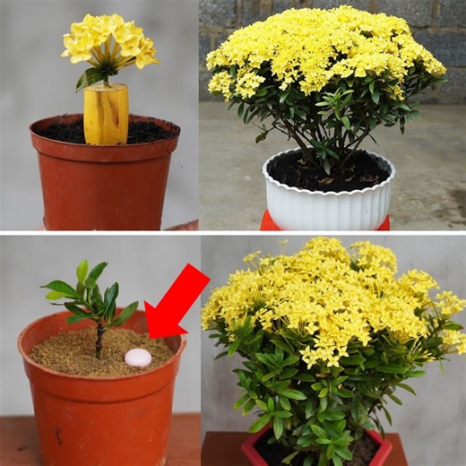 With the help of the bananas grow beautiful yellow flowers | DIY Balcony Garden