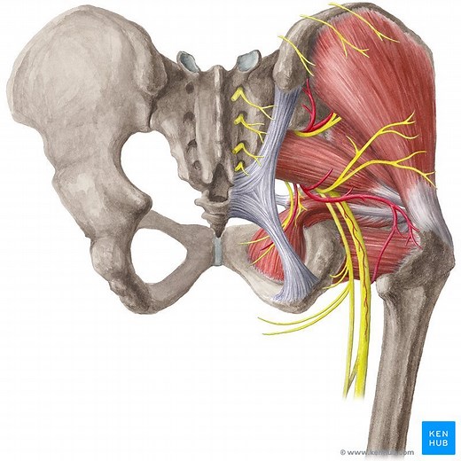 Cadera y muslo (anatomía)