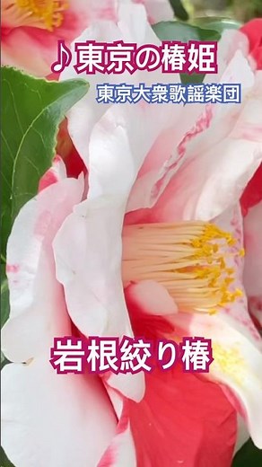 #岩根絞り椿 #東京の椿姫 #東京大衆歌謡楽団