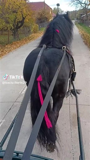 Videoclipuri postate de Luminita Bobe (@luminitabobe) cu sunet original - Luminita Bobe