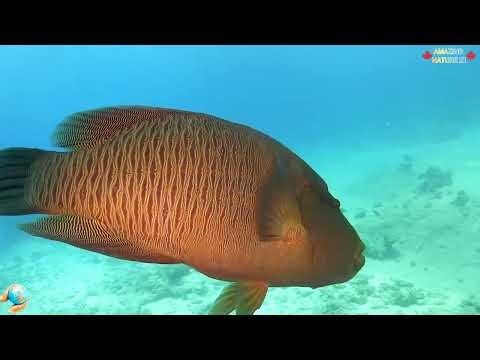 🐠 NAPOLEON FISH – THE GIANT OF CORAL REEFS 🐠