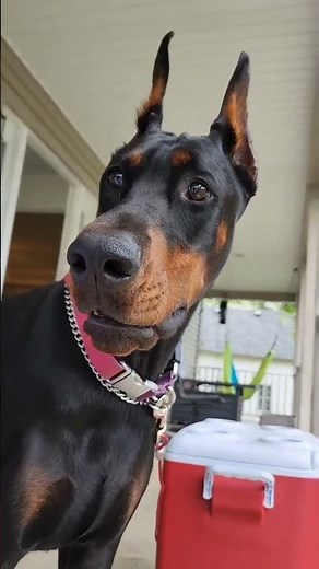 European Doberman Puppies