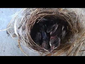 Anakan trucukan & kutilang usia 7 hari