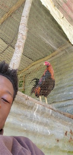 real game fowl (@tiktok.growth66)’s videos with Funeral Program - Squash