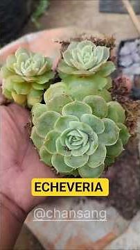 New Home for My Echeveria | Best Repotting Method Ever!#succlents