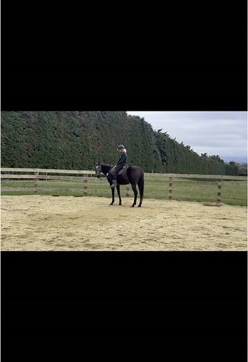 Back in my element 🐴❤️ #hoiho #mahi #greenbroke #ottb #mare #gelding #jah #mana #horses #western