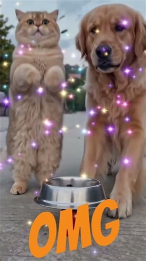 #funny #bestmoment #lovley #cute #pets wow magic ✨😻